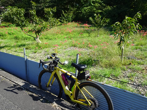 彼岸花の里に来ました