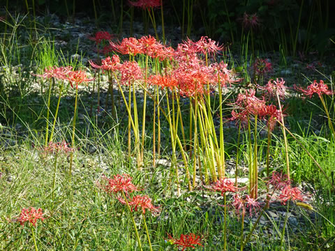 まだ綺麗な彼岸花も有りました