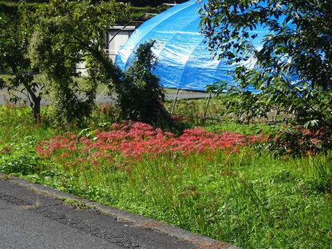 ここもまだ咲いていました