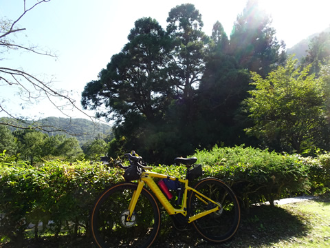 水源公園の１本杉