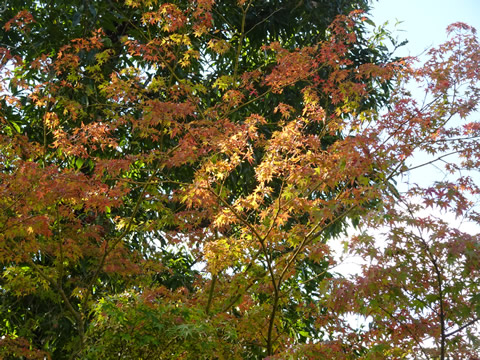 まだうっすらです