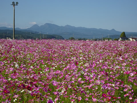 コスモス畑