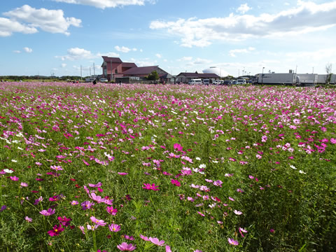 きららのコスモス畑