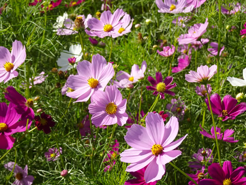 コスモス良く咲いてました