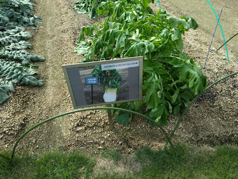 大きくなる大根畑