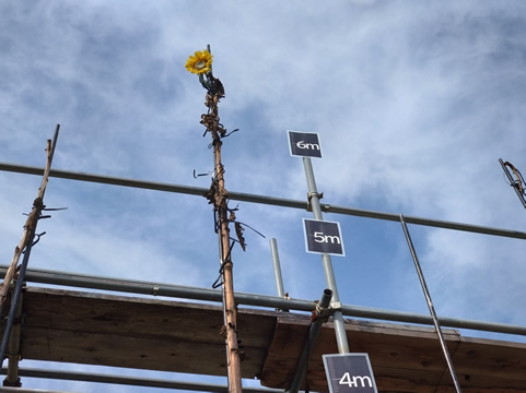 ６ｍ以上伸びたひまわり