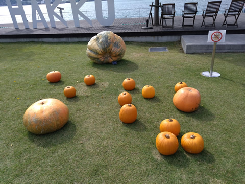 沢山のかぼちゃ・大きいのは204Kg