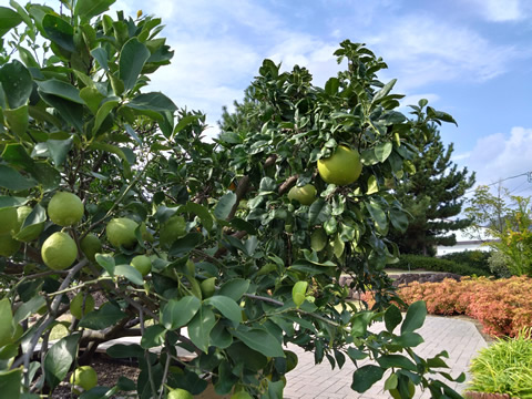 沢山なってる柑橘類