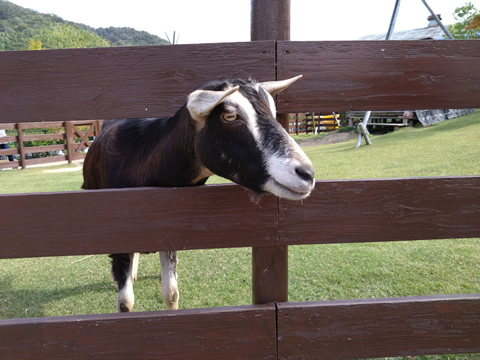 万田発酵飼育のヤギ