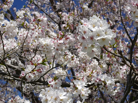 島田川河川公園の桜
