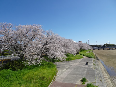 島田川河川公園