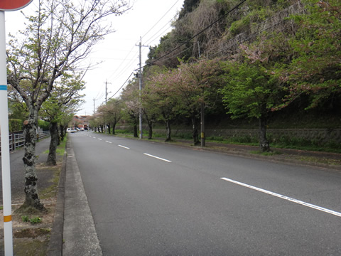 桜木町の桜並木