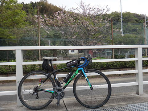 旧粭島小学校のグランドの桜をバックに