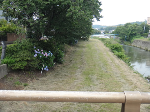 下松・切戸川のアジサイ