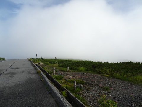 道の横に高山植物の花が咲いていました