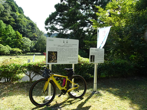 高見川源流の一本杉（天然記念物）