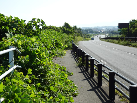 草ぼうぼうの歩道