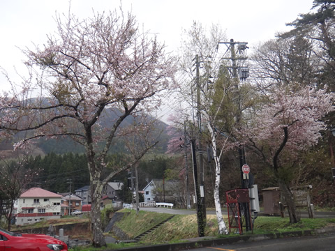 宿場の湯の駐車場の桜